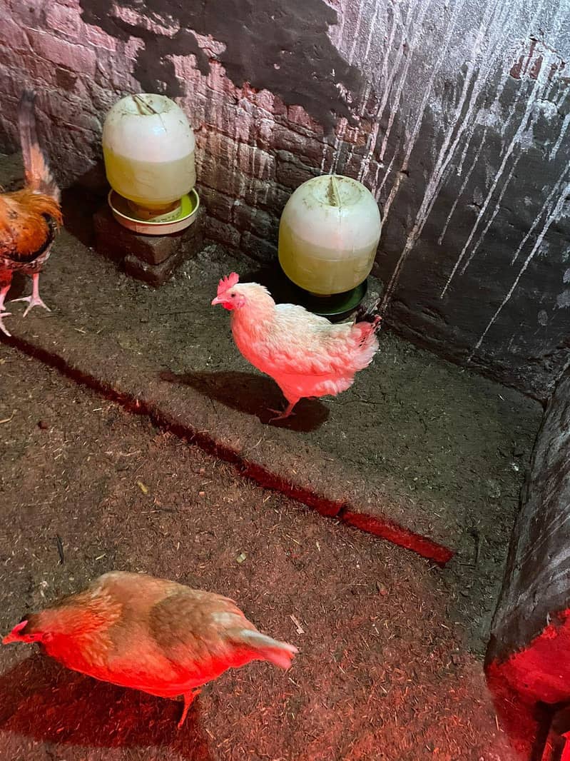 Desi Hen 6