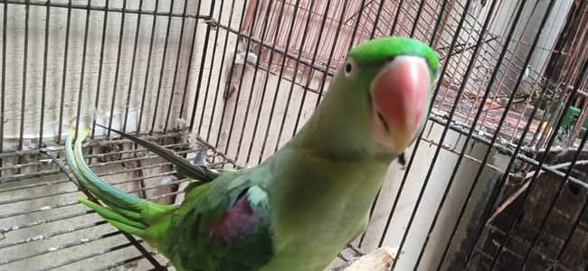 2 Kashmiri raw female parrots available for sale