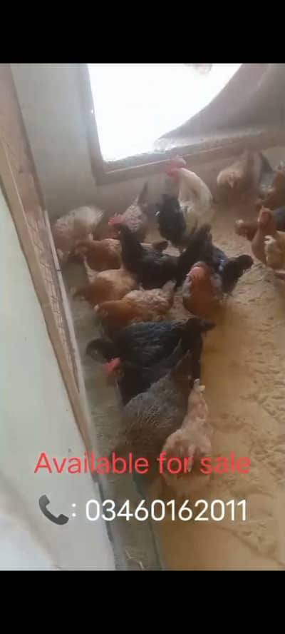 ​Golden Misry Eggs Laying Hens for Sale - Fresh & Healthy