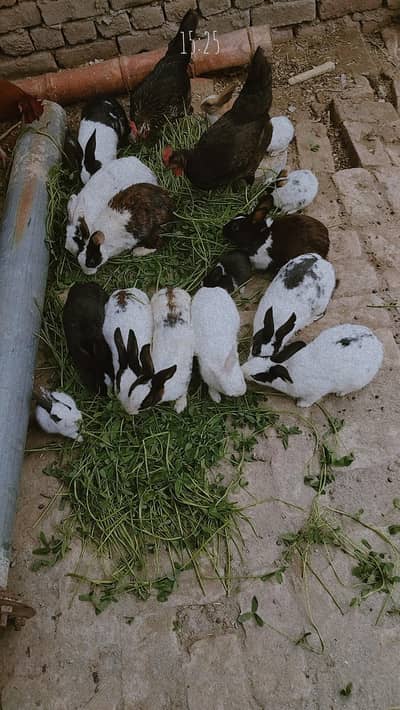 Healthy Breeders Rabits