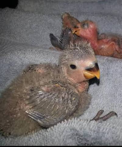 lovebird chiks