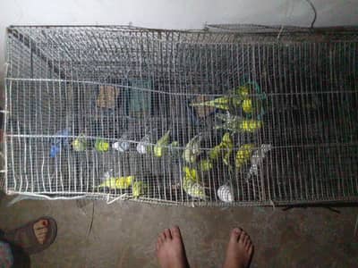 Australian parrot ( Bajri Toty)