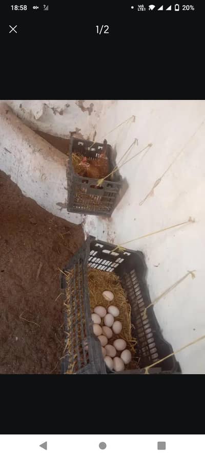 ​Golden Misry Eggs Laying Hens for Sale - Fresh & Healthy