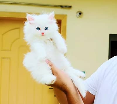Persian cat for sale 5 face triple code vaccine mukammal 0326=6549=136