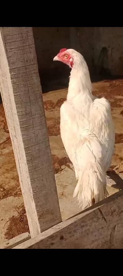 MASHALLAH beautiful Heera aseel pair