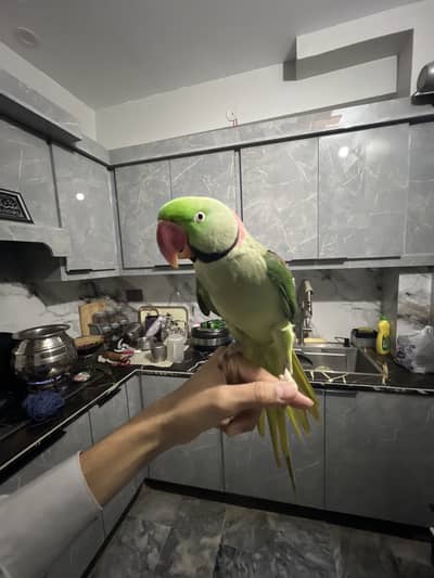 Raw parrot male ha