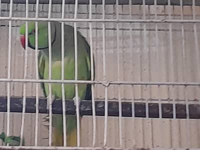 Ring neck ready to breed pair