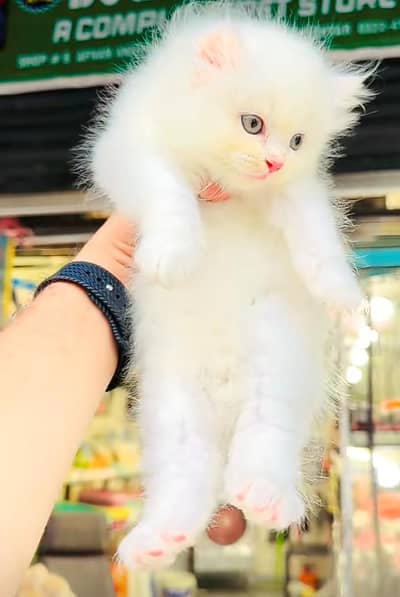 Persian cat for sale 5 face triple code vaccine mukammal 0326=6549=136
