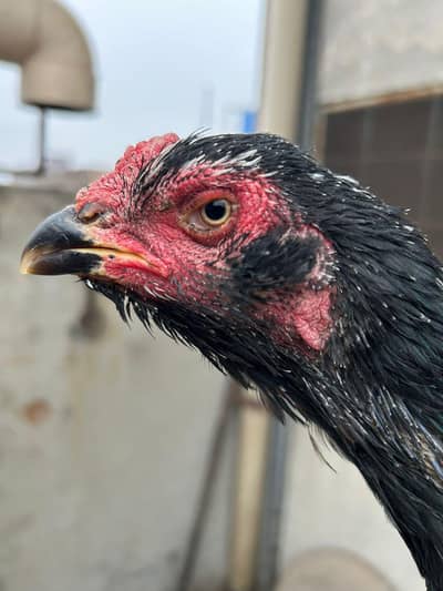 o shamo pair for sale