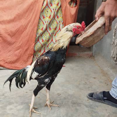 aseel mianwali pair for sale