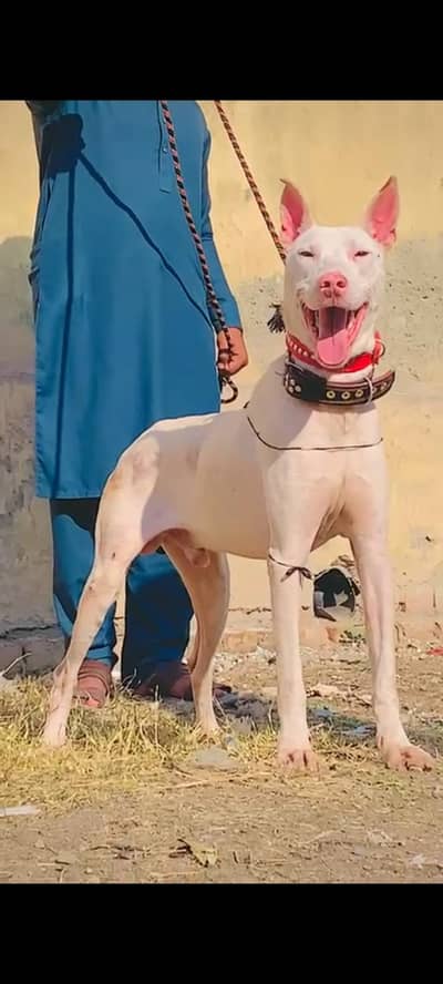 Guwahati gultair mail age 8 month for