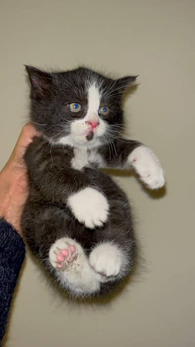 Siberian Male Kitten