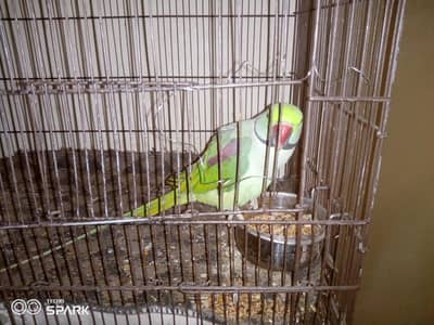 raw parrot hand taim full talking for sale