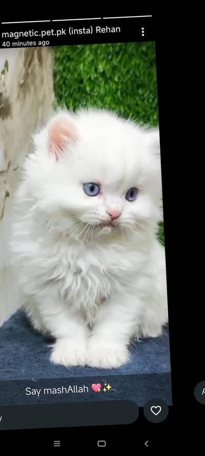 percian kitten triple coated extra fluffy