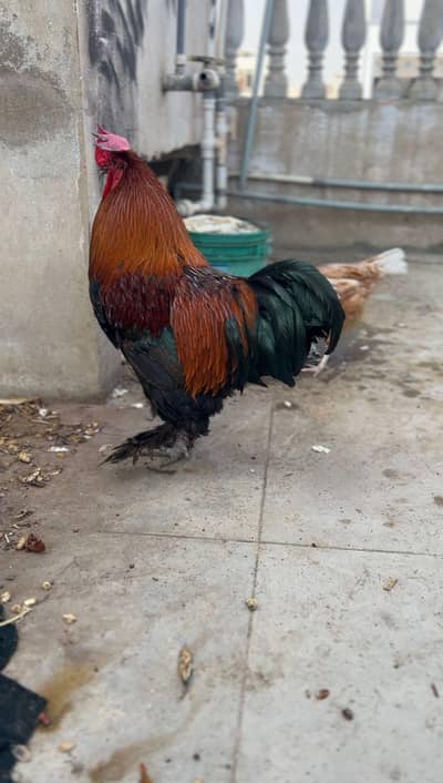 Black buff murga and Murgi