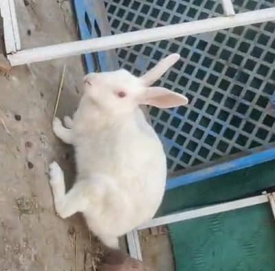 red eyes white female