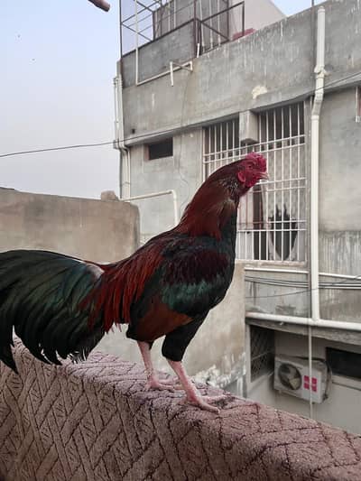 Desi Murga - Urgent Sale