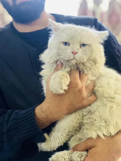 Persian cat