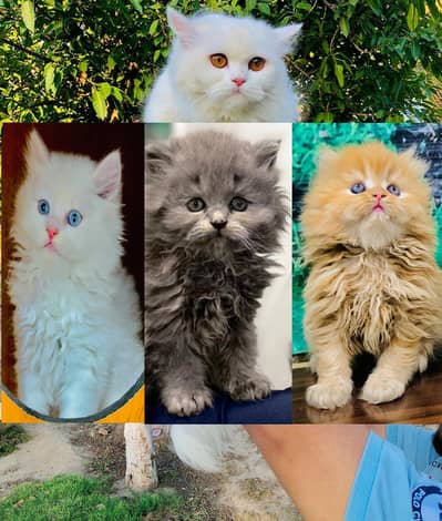 Persian Punch face triple coat cat Kitten