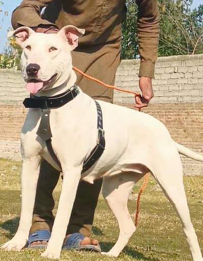 paver gultair female confirm breeder for sale available