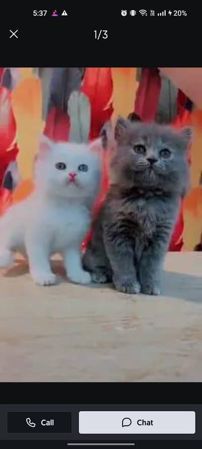 Persian cat for sale male or female0324=071=6105 my WhatsApp number