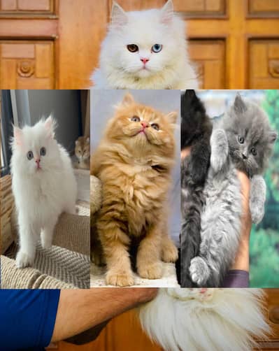 Persian Punch face triple coat cat Kitten