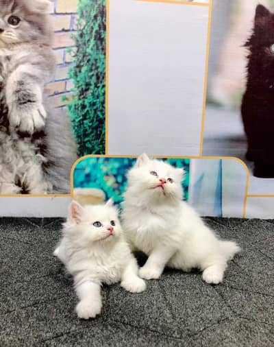 cash on delivery Persian Punch face triple coat cat Kitten