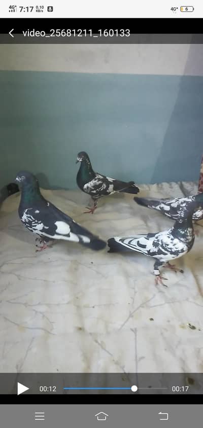 8000?2 breedar pair for sale?contact. 03170045214.