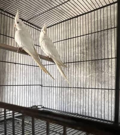 Eno cocktail breeder pair for sale