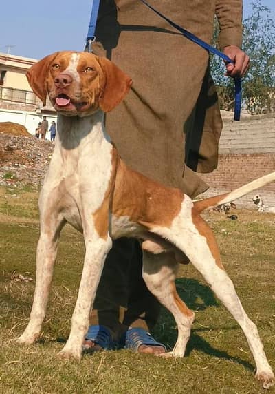 pointer male available for sale full Sakari dog