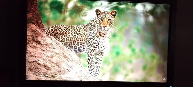 Dell monitor Spotless