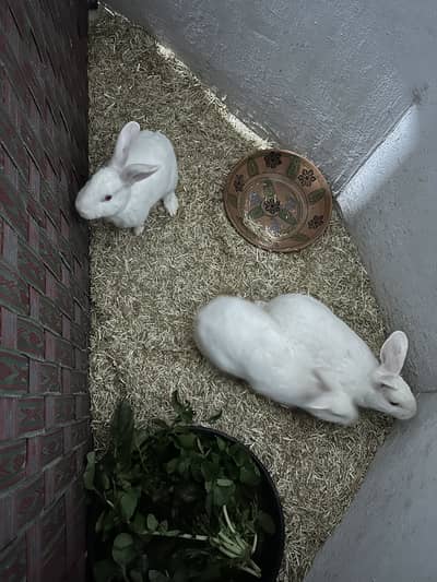 New Zealand white Rabbits