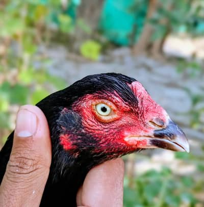 High Quality Mushki Madi