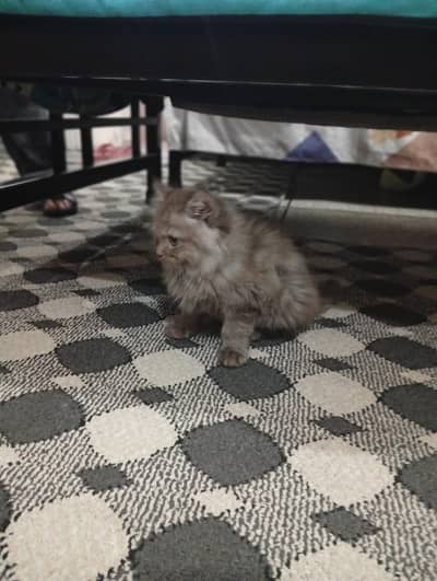 Persian semi punch triple coated kitten