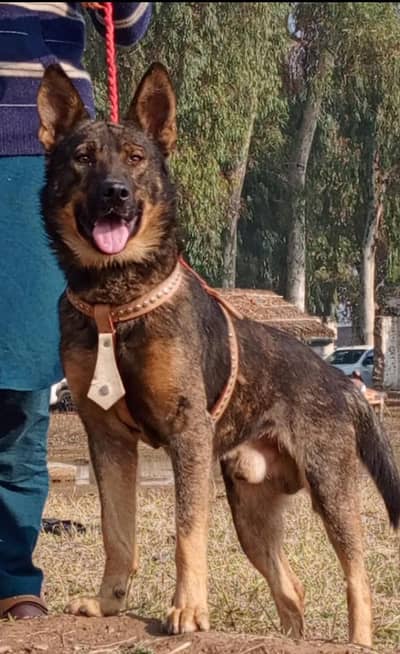 Alsatian bagiyadi full security dog male available for sale