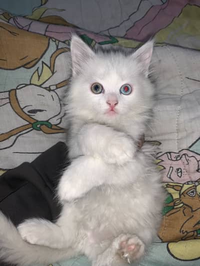 Triple Coated Kitten