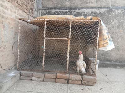 cage for hens available
