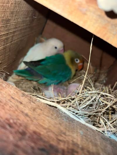 5 breader pairs for sale