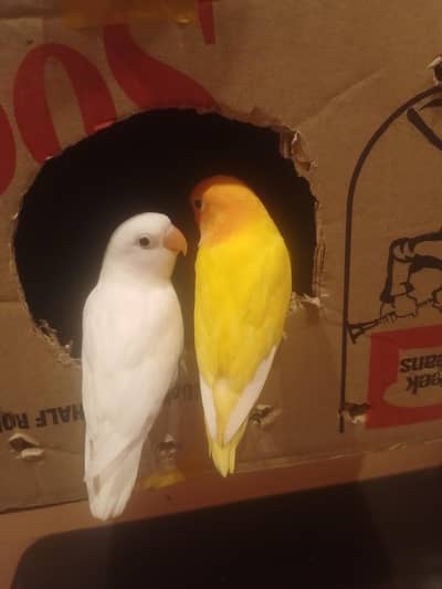 lovebird chick white available hai