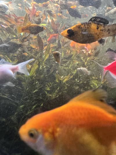 Fish And aquatic plants available