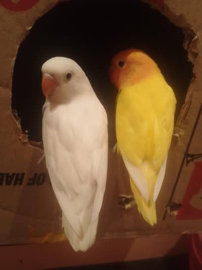 Love bird chick white available