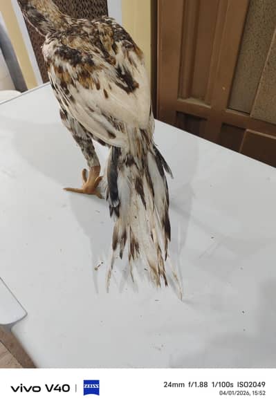 Indian Parrot Beak Aseel| SHAMU|