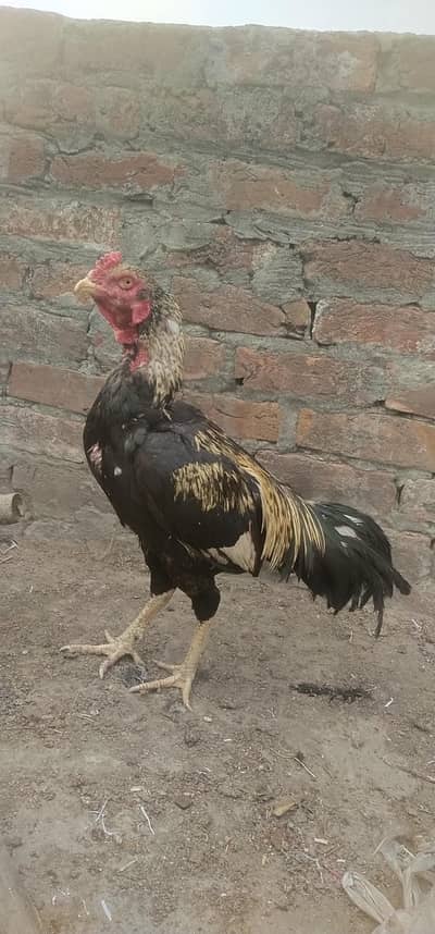 aseel mianwali top quality  murga 5000 ur murgi  4500