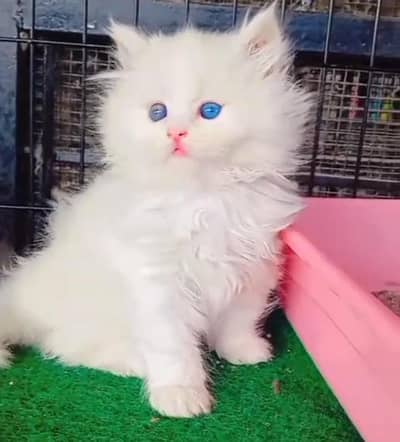 Persian cat kitten for sale. My WhatsApp 03215179655