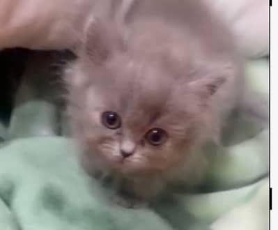 Triple coated kitten