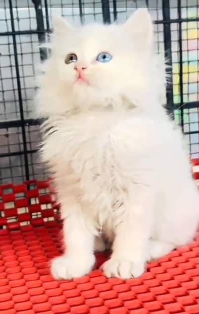 Persian cat kitten for sale. My WhatsApp 03215179655