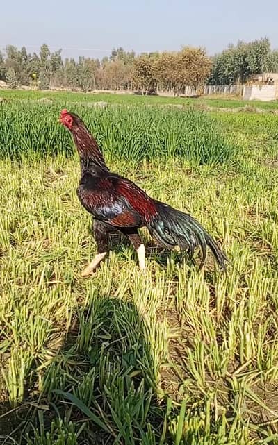 Aseel Mianwali original