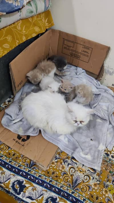 Persian cat | Persian kittens |Persian male cat