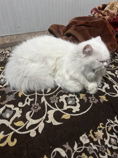 Persian cat | tripple coat cat
