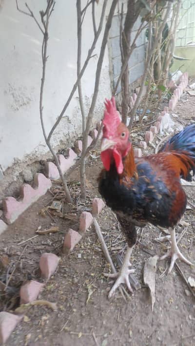 Murgha Rooster with 2 hens